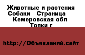 Животные и растения Собаки - Страница 3 . Кемеровская обл.,Топки г.